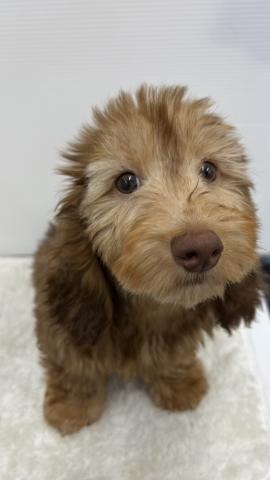 ミニチュア・ダックス・ワイヤー