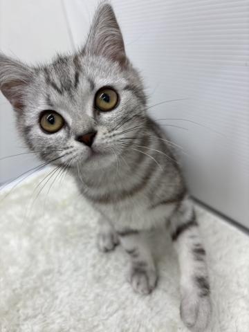 アメリカンショートヘアー