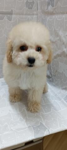 富山県のトイプードル(トイ) (ペットアミ宮野店/2026年1月31日生まれ/女の子/アプリコット)の子犬の2枚目の画像