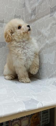 富山県のトイプードル(トイ) (ペットアミ宮野店/2026年1月31日生まれ/女の子/アプリコット)の子犬の3枚目の画像