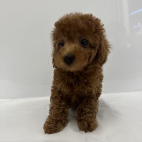 大阪府のトイプードル(トイ) (NICO PET Select 和泉中央店/2026年1月30日生まれ/女の子/レッド)の子犬の2枚目の画像