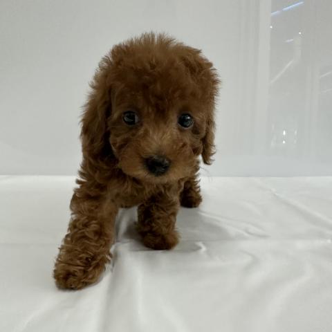 大阪府のトイプードル(トイ) (NICO PET Select 和泉中央店/2026年1月30日生まれ/女の子/レッド)の子犬の3枚目の画像