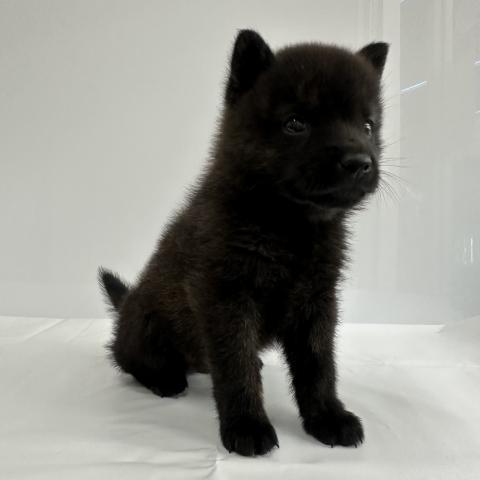 大阪府の甲斐犬 (NICO PET Select 和泉中央店/2026年1月17日生まれ/男の子/黒虎)の子犬の2枚目の画像