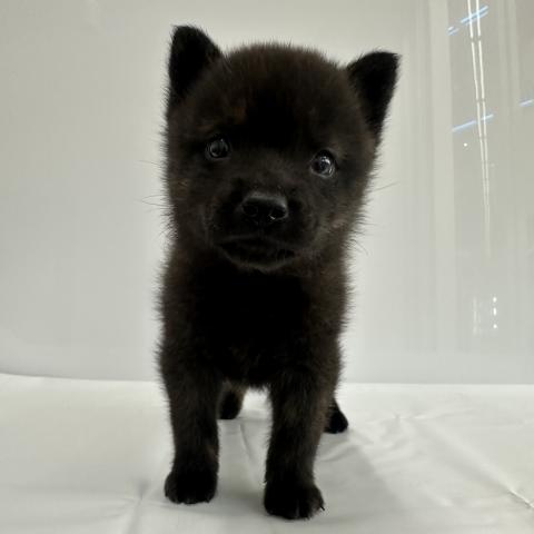 大阪府の甲斐犬 (NICO PET Select 和泉中央店/2026年1月17日生まれ/男の子/黒虎)の子犬の3枚目の画像