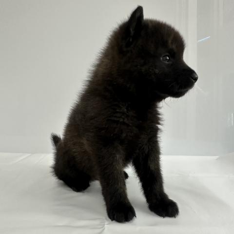 大阪府の甲斐犬 (NICO PET Select 和泉中央店/2026年1月17日生まれ/男の子/黒虎)の子犬の4枚目の画像