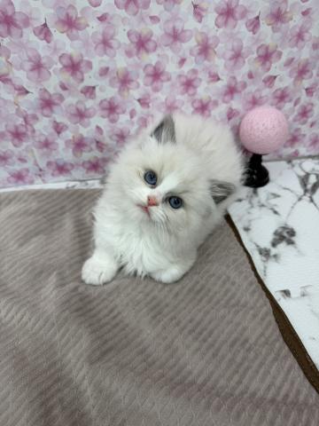 秋田県のラグドール (ペットアミ 能代東インター店/2026年1月25日生まれ/男の子/ブルーポイントバイカラー)の子猫の2枚目の画像