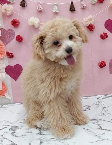 秋田県のポメプー(ポメラニアン×プードル) (ペットアミ 能代東インター店/2025年8月30日生まれ/女の子/レッド)の子犬の2枚目の画像