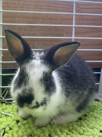 ミニウサギ