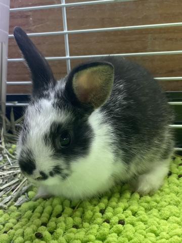 ミニウサギ