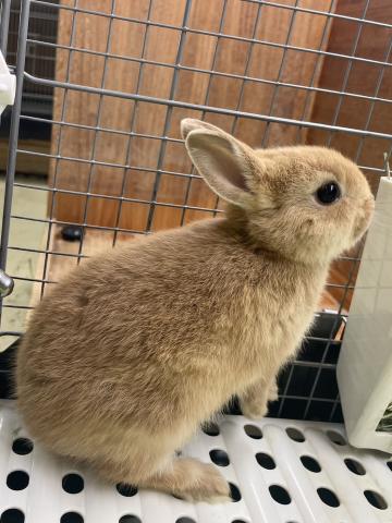 ネザーランドドワーフ