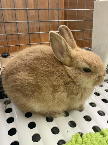 ネザーランドドワーフ