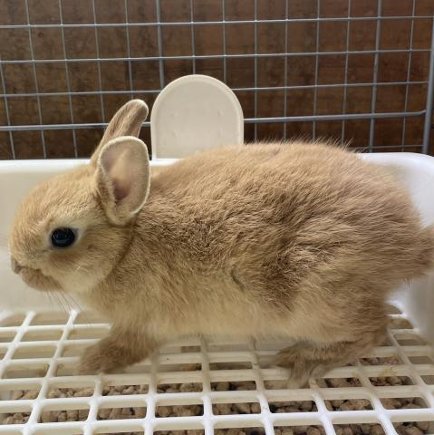 ネザーランドドワーフ