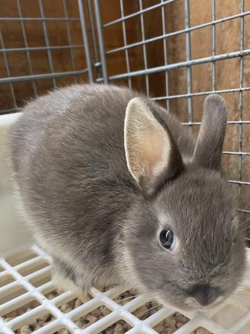 ネザーランドドワーフ