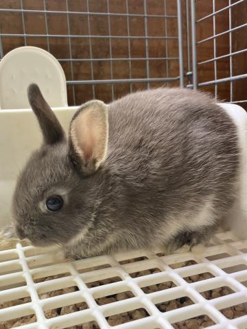 ネザーランドドワーフ