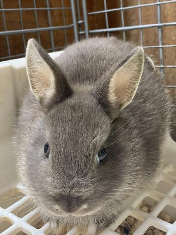 ネザーランドドワーフ