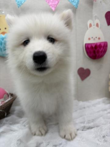 秋田県のサモエド (ペットアミ 能代東インター店/2026年2月21日生まれ/男の子/ホワイト)の子犬の2枚目の画像