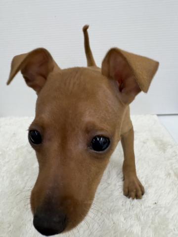 和歌山県のミニチュアピンシャー (ペットアミ 那賀店/2026年2月14日生まれ/女の子/レッド)の子犬の3枚目の画像