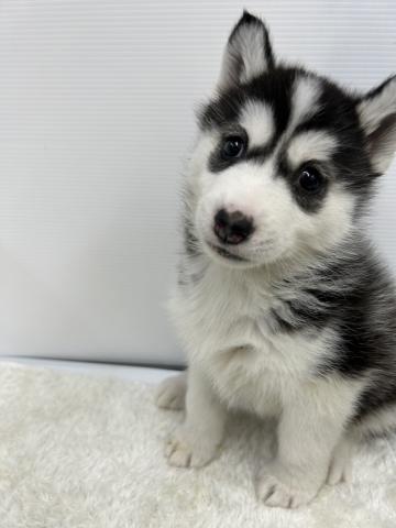 シベリアンハスキー