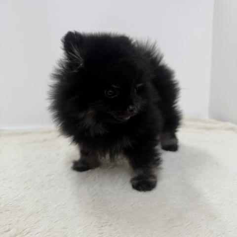 ポメラニアン
