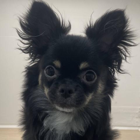 チワワ（ロングコート）