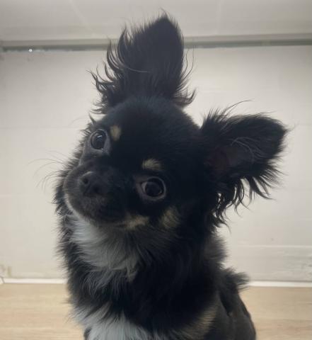 チワワ（ロングコート）