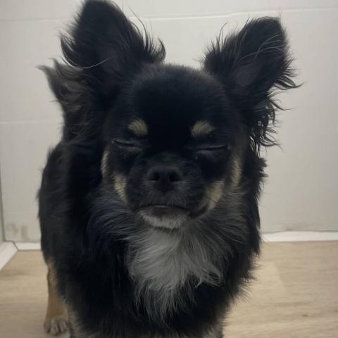 チワワ（ロングコート）