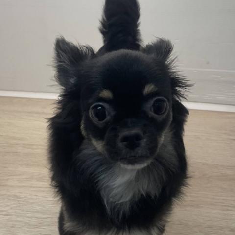 チワワ（ロングコート）