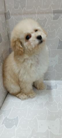 富山県のトイプードル(トイ) (ペットアミ宮野店/2026年1月31日生まれ/女の子/アプリコット)の子犬の4枚目の画像