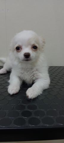 チワワ（ロングコート）