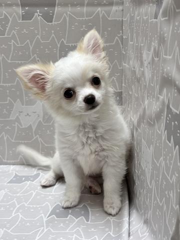 チワワ（ロングコート）