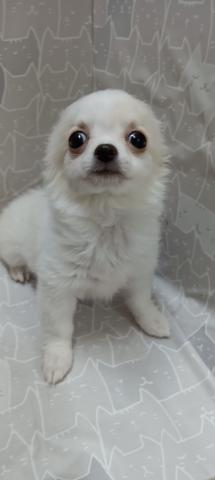 チワワ（ロングコート）