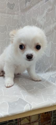 チワワ（ロングコート）