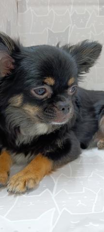 チワワ（ロングコート）