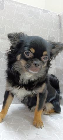 チワワ（ロングコート）