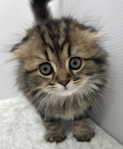 和歌山県のスコティッシュフォールド (ペットアミ 紀ノ川店/2026年1月11日生まれ/男の子/ブラウンタビー)の子猫の1枚目の画像