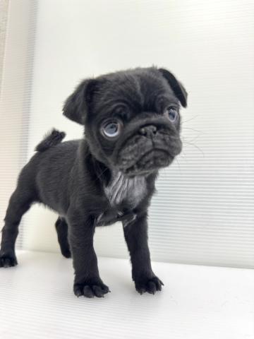 和歌山県のパグ (ペットアミ 紀ノ川店/2026年2月5日生まれ/男の子/ブラック)の子犬の1枚目の画像