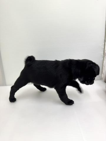 和歌山県のパグ (ペットアミ 紀ノ川店/2026年2月5日生まれ/男の子/ブラック)の子犬の2枚目の画像