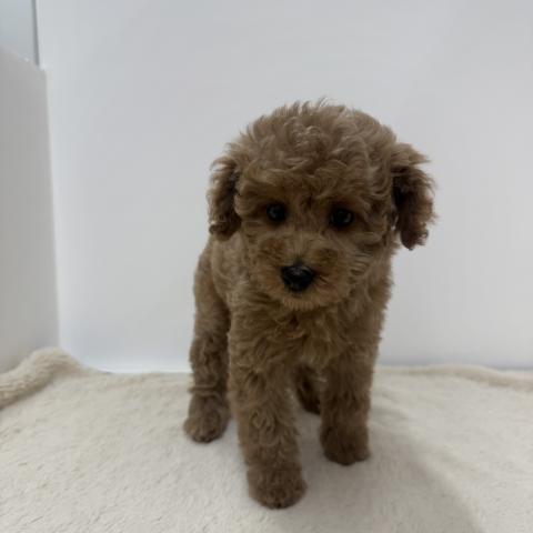三重県のトイプードル(トイ) (ペットアミ 松阪店/2026年2月14日生まれ/女の子/アプリコット)の子犬の1枚目の画像
