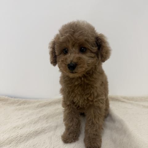 三重県のトイプードル(トイ) (ペットアミ 松阪店/2026年2月14日生まれ/女の子/アプリコット)の子犬の2枚目の画像