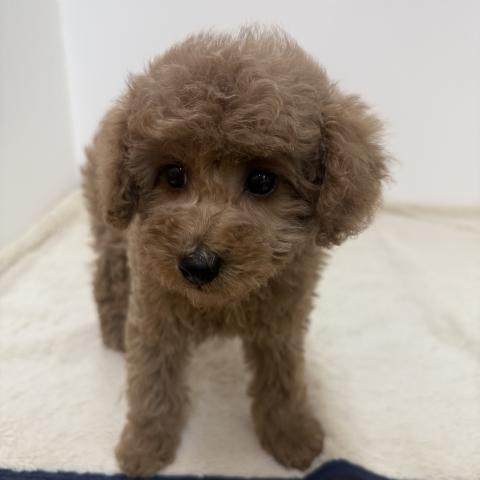 三重県のトイプードル(トイ) (ペットアミ 松阪店/2026年2月14日生まれ/女の子/アプリコット)の子犬の3枚目の画像