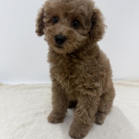 三重県のトイプードル(トイ) (ペットアミ 松阪店/2026年2月14日生まれ/女の子/アプリコット)の子犬の4枚目の画像