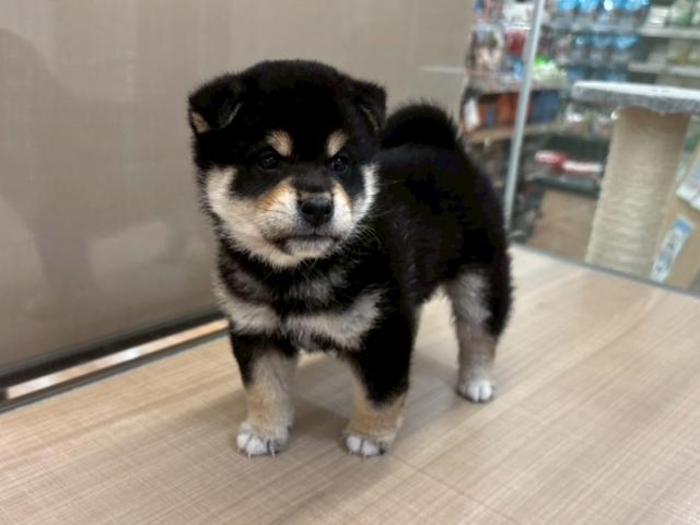埼玉県の柴犬(標準サイズ) (ペッツワン 川島店/2026年2月1日生まれ/男の子/黒)の子犬の2枚目の画像
