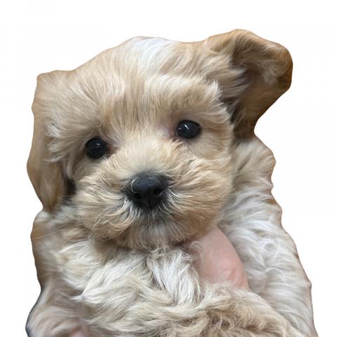 三重県のマルプー(マルチーズ×プードル) (ペットアミ 松阪店/2026年2月13日生まれ/男の子/クリーム)の子犬の1枚目の画像