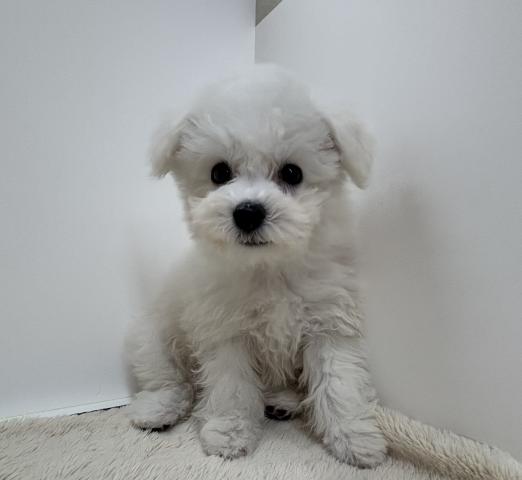 三重県のビションフリーゼ (ペットアミ 松阪店/2026年2月3日生まれ/女の子/ホワイト)の子犬の1枚目の画像