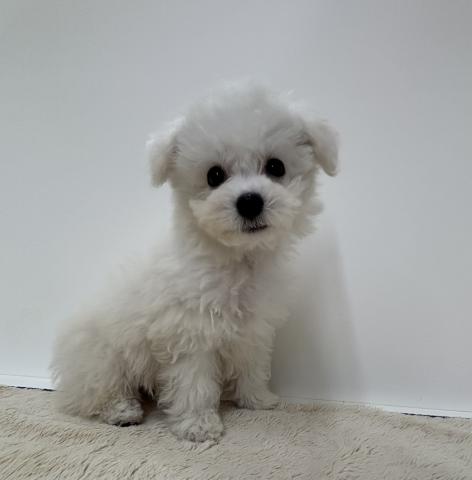 三重県のビションフリーゼ (ペットアミ 松阪店/2026年2月3日生まれ/女の子/ホワイト)の子犬の2枚目の画像