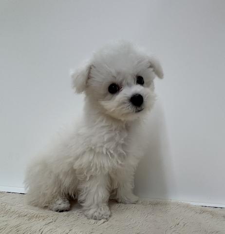 三重県のビションフリーゼ (ペットアミ 松阪店/2026年2月3日生まれ/女の子/ホワイト)の子犬の3枚目の画像