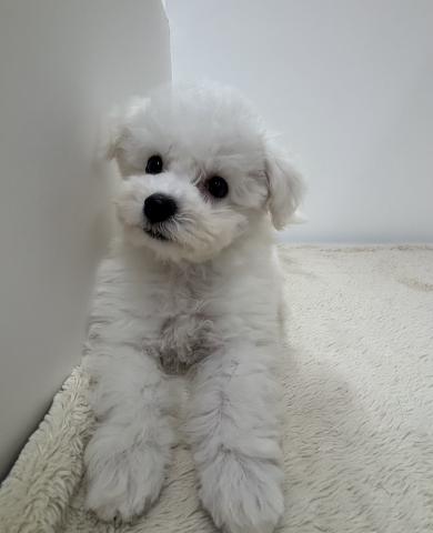 三重県のビションフリーゼ (ペットアミ 松阪店/2026年2月3日生まれ/女の子/ホワイト)の子犬の4枚目の画像