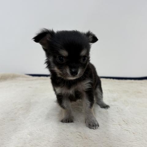 三重県のチワワ(ロング) (ペットアミ 松阪店/2026年1月31日生まれ/男の子/ブラックタンホワイト)の子犬の1枚目の画像