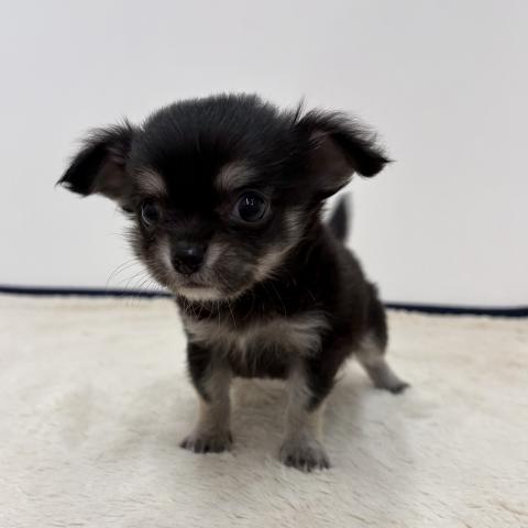 三重県のチワワ(ロング) (ペットアミ 松阪店/2026年1月31日生まれ/男の子/ブラックタンホワイト)の子犬の2枚目の画像