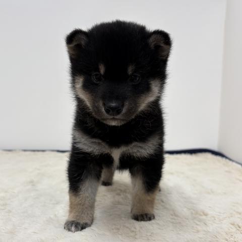 三重県の柴犬(標準サイズ) (ペットアミ 松阪店/2026年1月30日生まれ/男の子/黒)の子犬の1枚目の画像